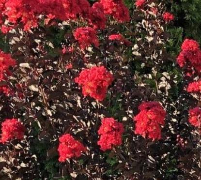 Crape Myrtle Ebony Flame