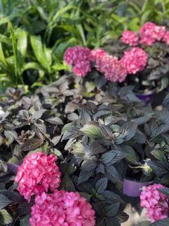 Hydrangea Mac. Eclipse ®
