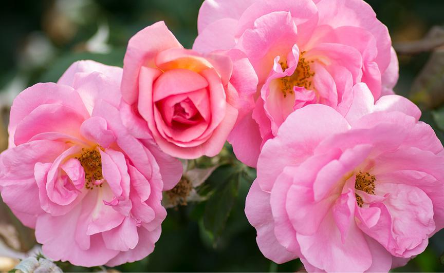 Knock - Out® Rose Peachy