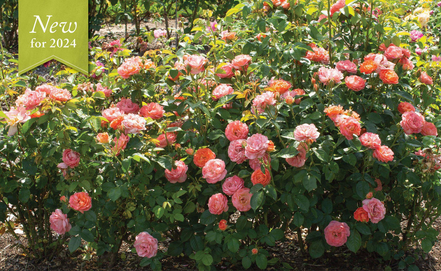 Knock - Out® Rose Orange Glow™