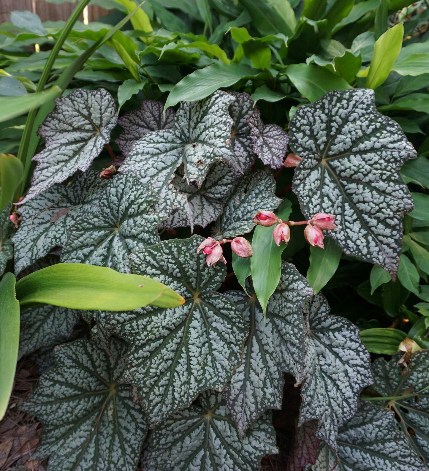 Southern Living Begonia Lunar Lights ™