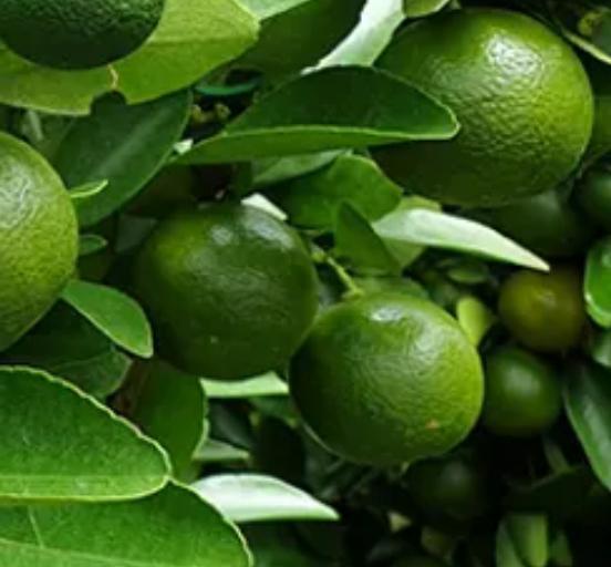 Lime Tree