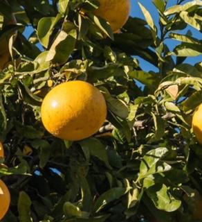 Grapefruit Tree