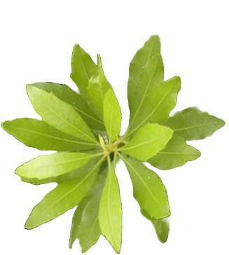 Wax Myrtle 'Fairfax' Semi-Dwarf