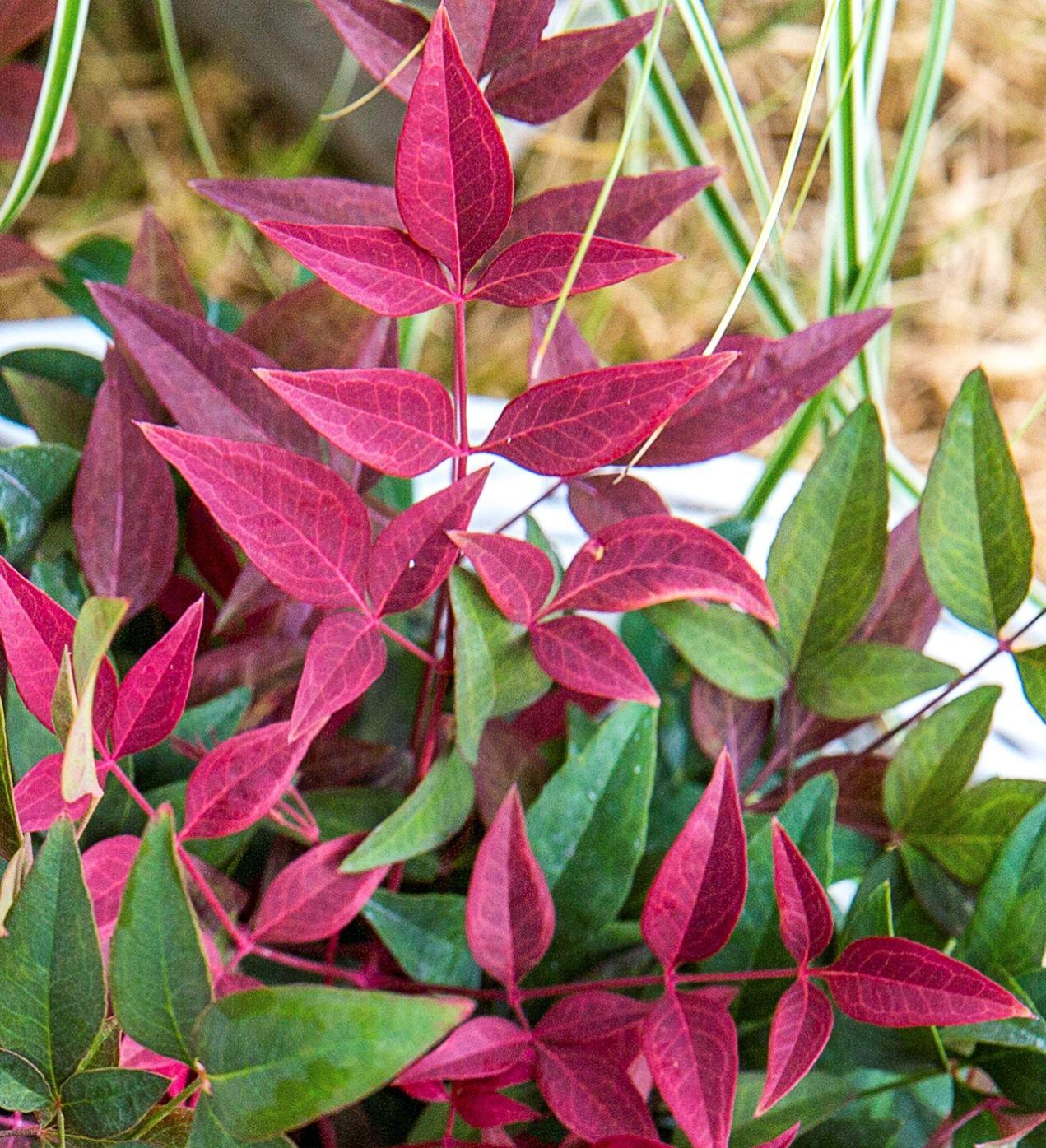 Southern Living Obsession ™ Nandina