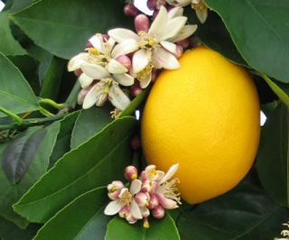 Lemon Tree