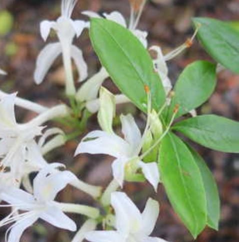 Native Azalea Rhododendron 2.5 gal