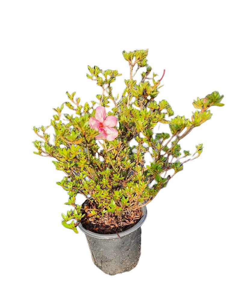 Azalea Chinzan Dwarf