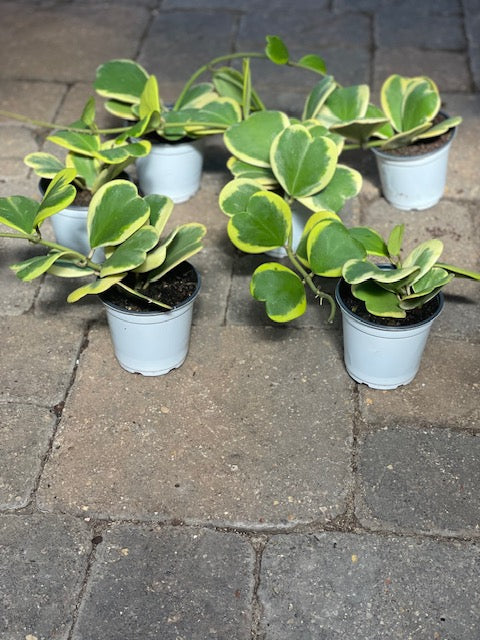 Hoya, Hostas, Trees, and New Concrete Items