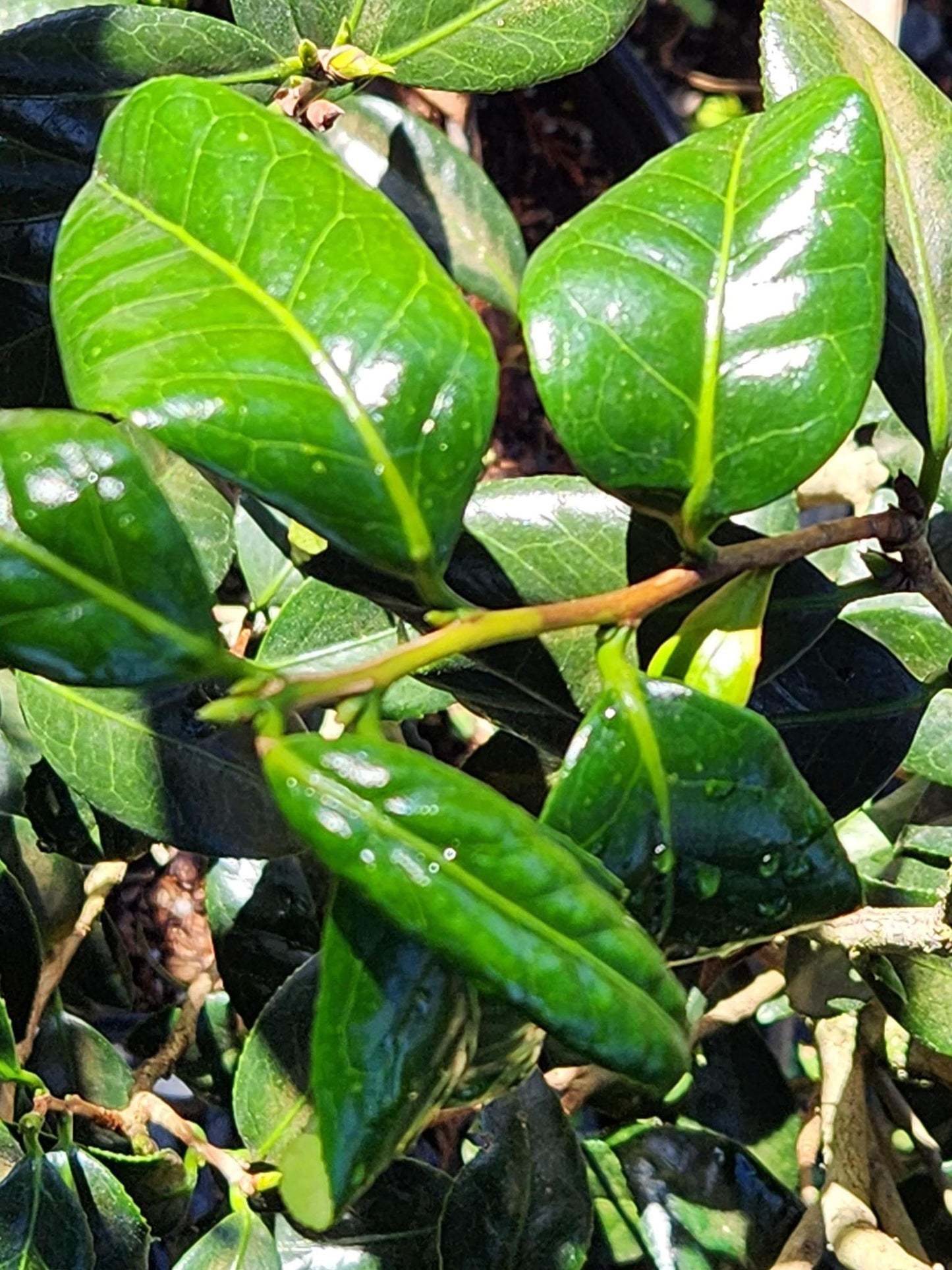 Camellia Japonica April Dawn