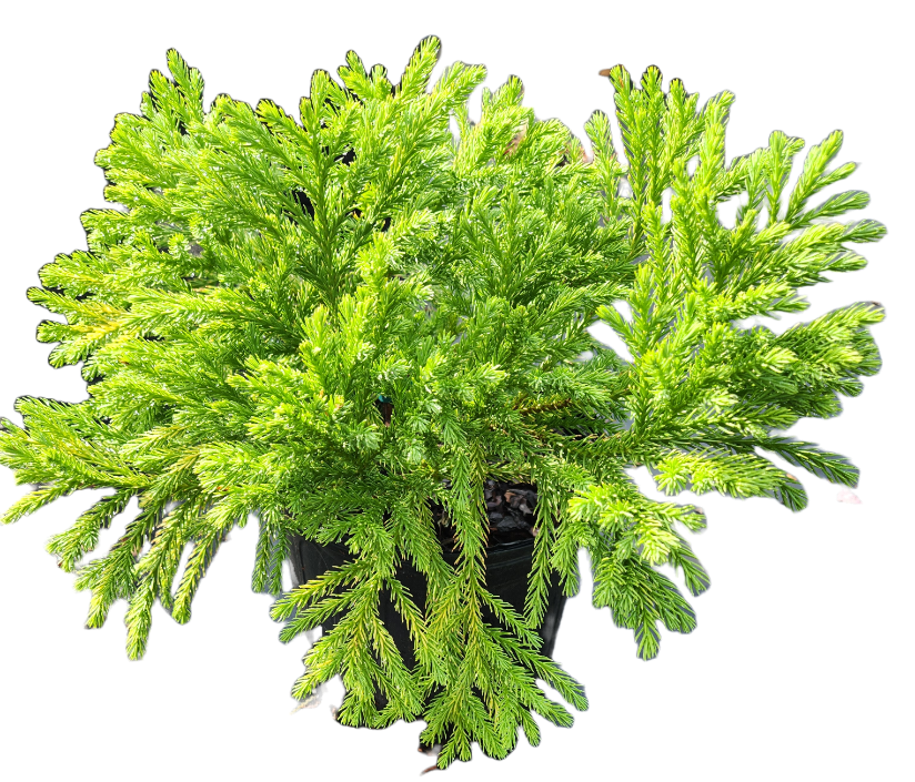 Cryptomeria Globosa Nana