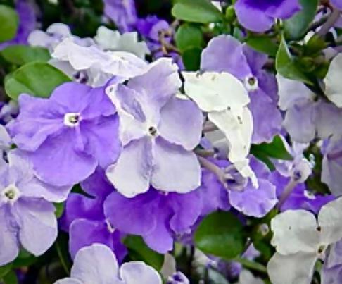 Brunfelsia Yesterday Today Tomorrow