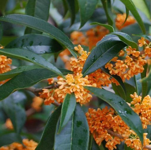 Sweet Olive Apricot Echo Osmanthus Fragrans