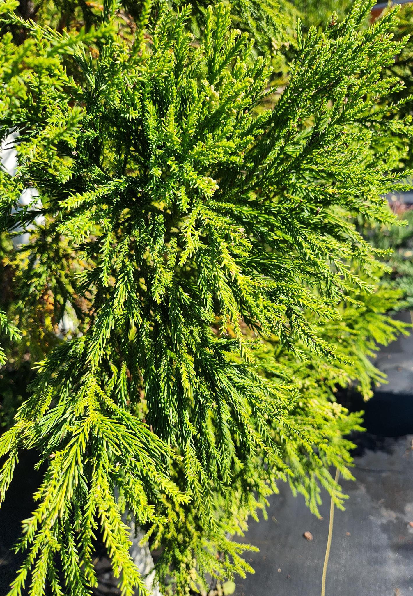 Cryptomeria Yoshino