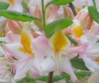 Native Azalea Rhododendron 3 gal