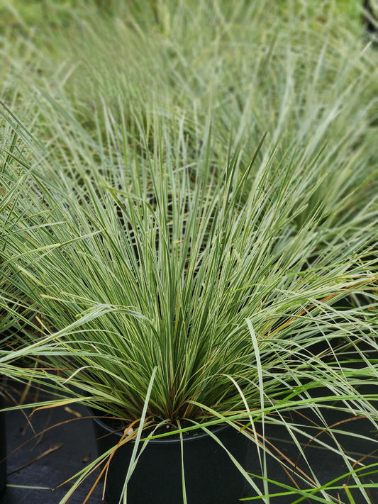 Lomandra Variegated Platinum® Beauty Breeze Grass