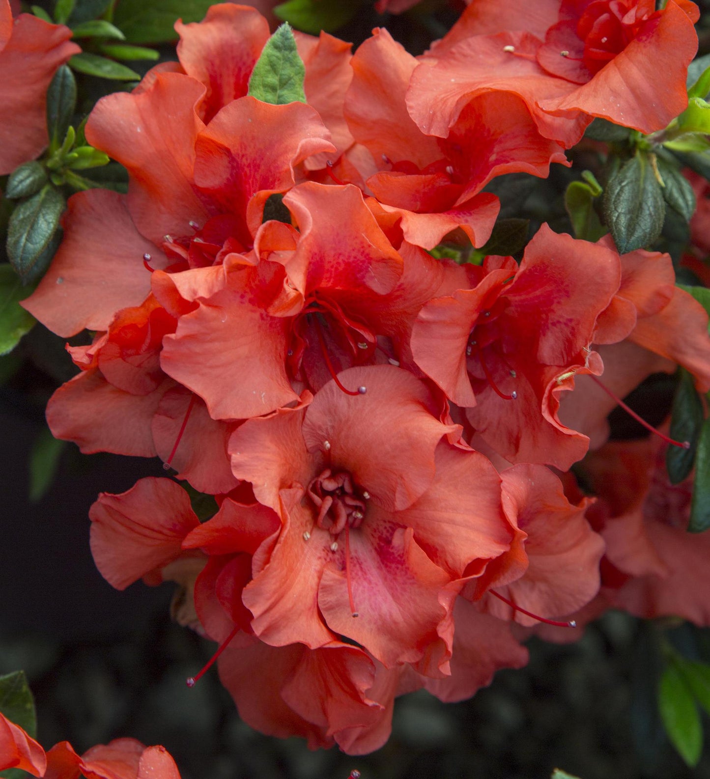 Azalea Encore Autumn Embers ®