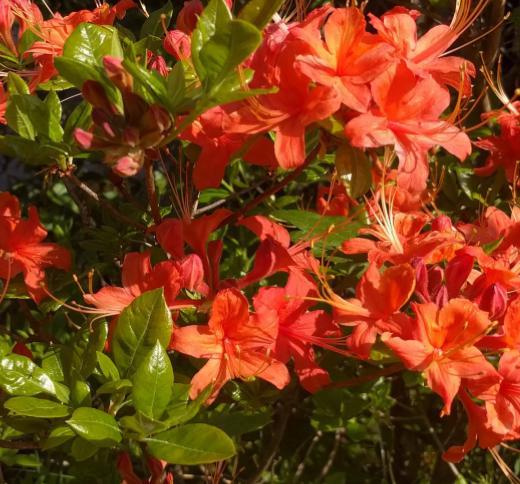 Native Azalea Mooshatanio