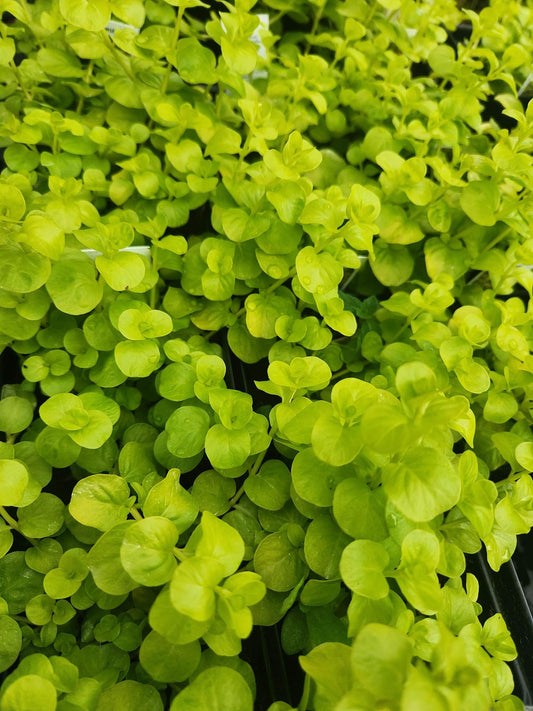 Creeping Jenny Lysimachia Aurea