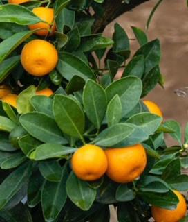 Satsuma Tree