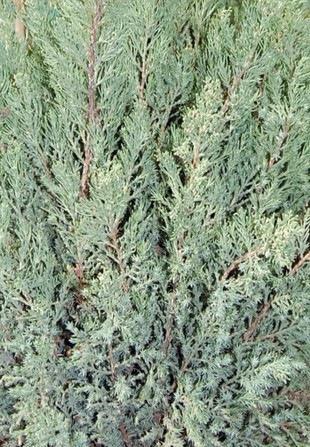 Juniperus chinensis Blue Point