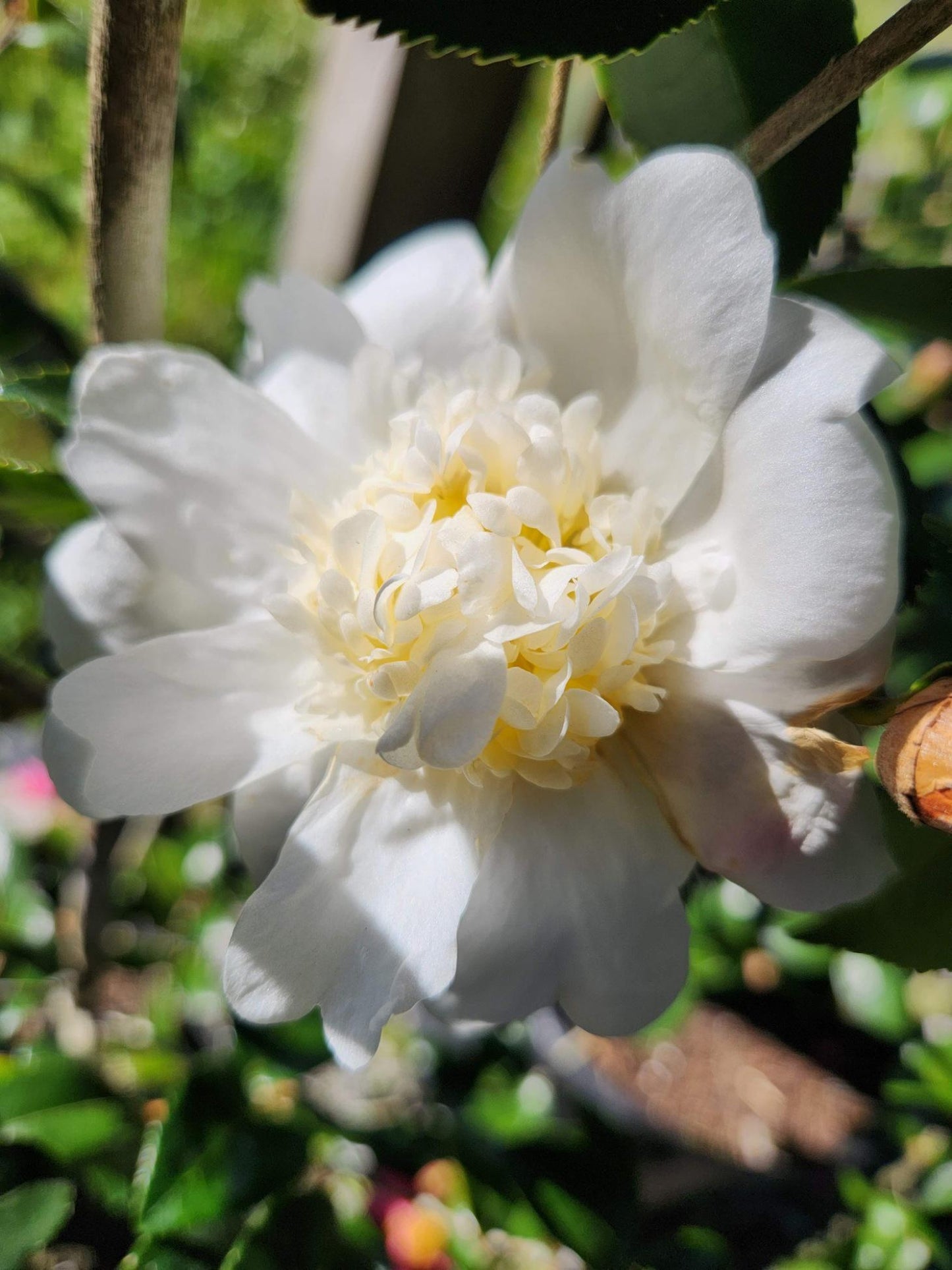 Camellia Winter's Snowman