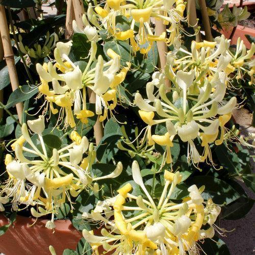 Proven Winners ® Honeysuckle Scentsation
