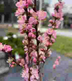 Prunus Hiromi Dwarf Cherry Shrub