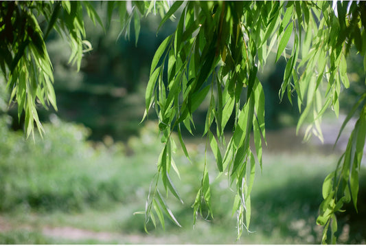 Weeping Willow Tree