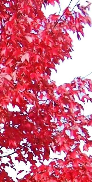 Red Maple Autumn Blaze ®