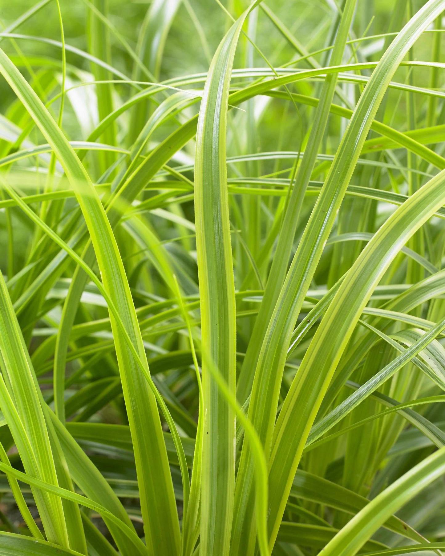 Carex Sedge Evercolor ® Ever Lime Grass