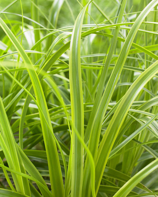 Carex Sedge Evercolor ® Ever Lime Grass