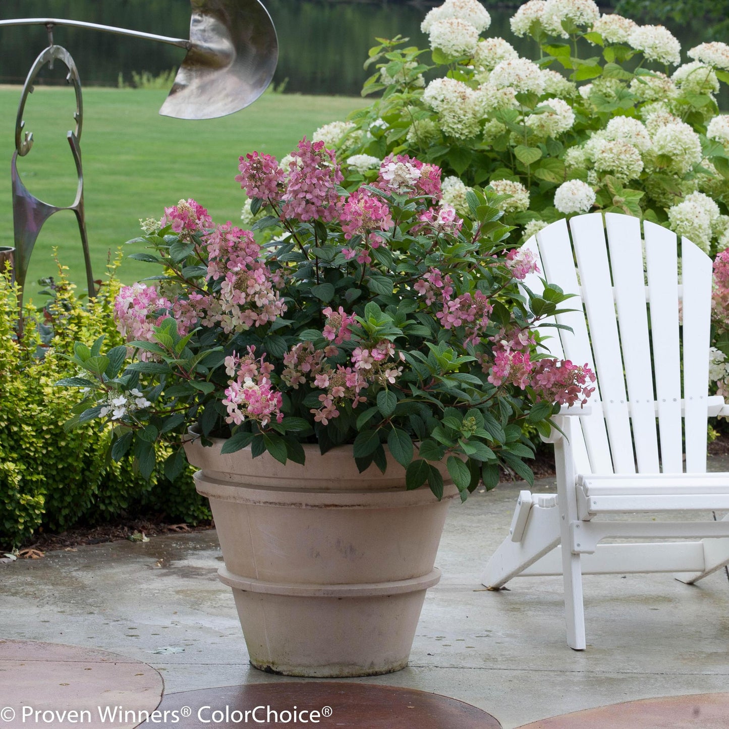 Proven Winners Little Quick Fire ® Panicle Hydrangea