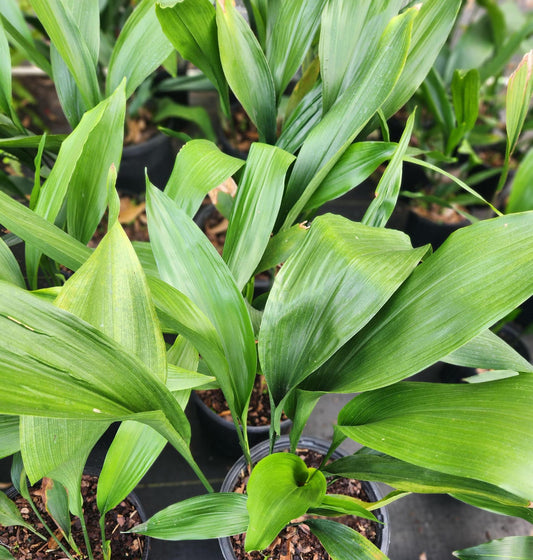 Aspidistra Cast Iron Plant