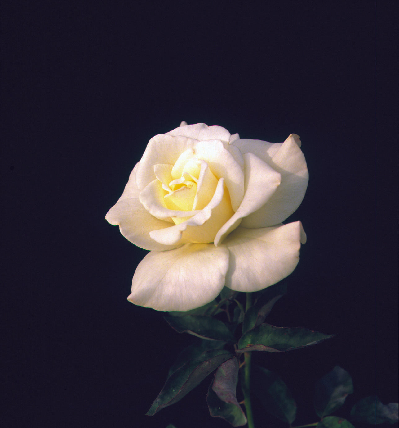 Rose - John F Kennedy