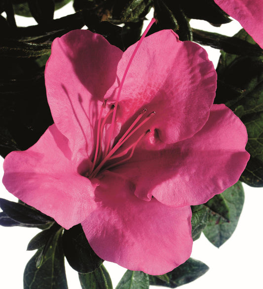 Azalea Encore Autumn Carnival ®