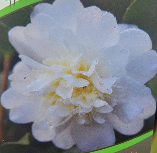 Camellia S. Snow Flurry