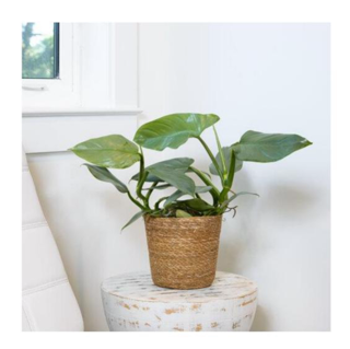 Leafjoy™ Philodendrons