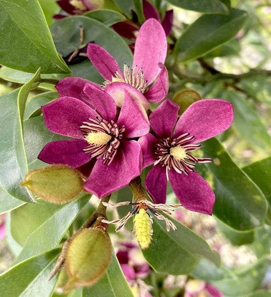 Southern Living Stellar Ruby Magnolia