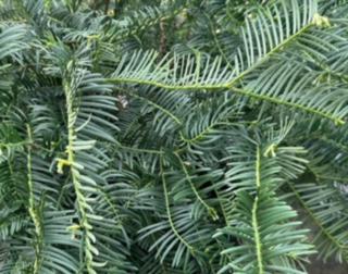 Cephalotaxus Creeping Plum Yew