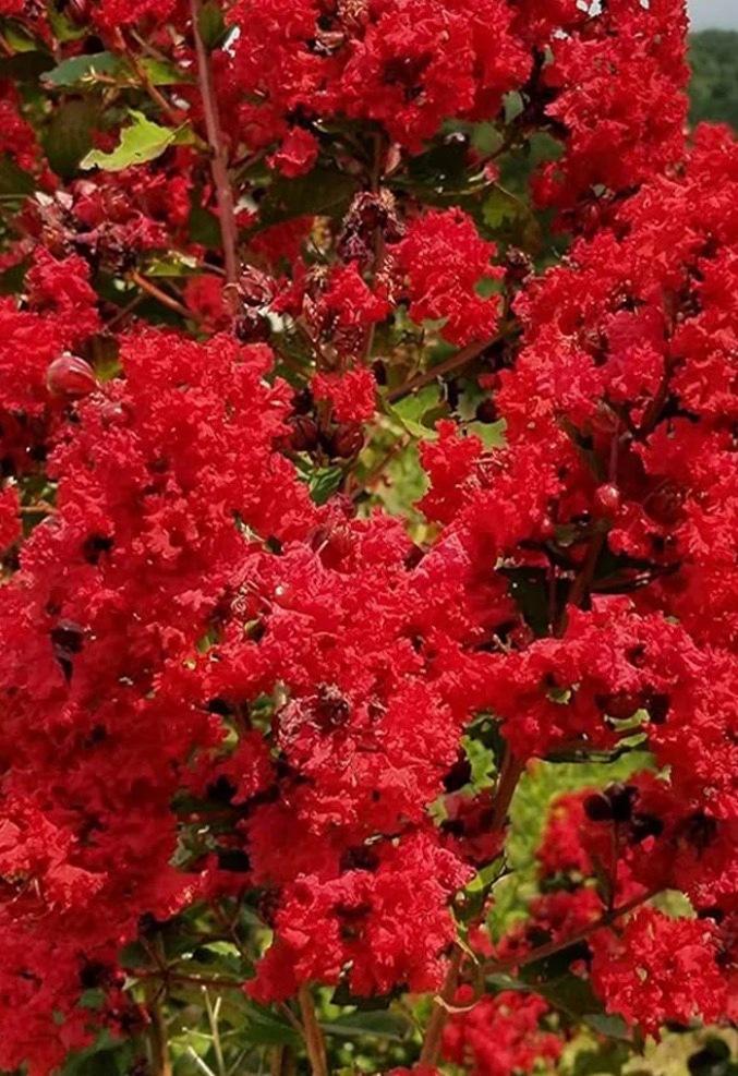 Crape Myrtle Dynamite