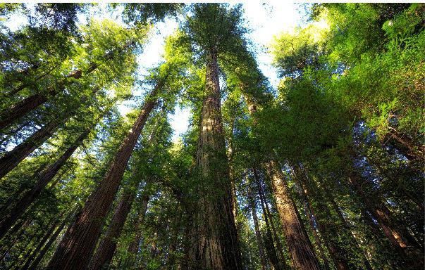 Dawn Redwood Tree