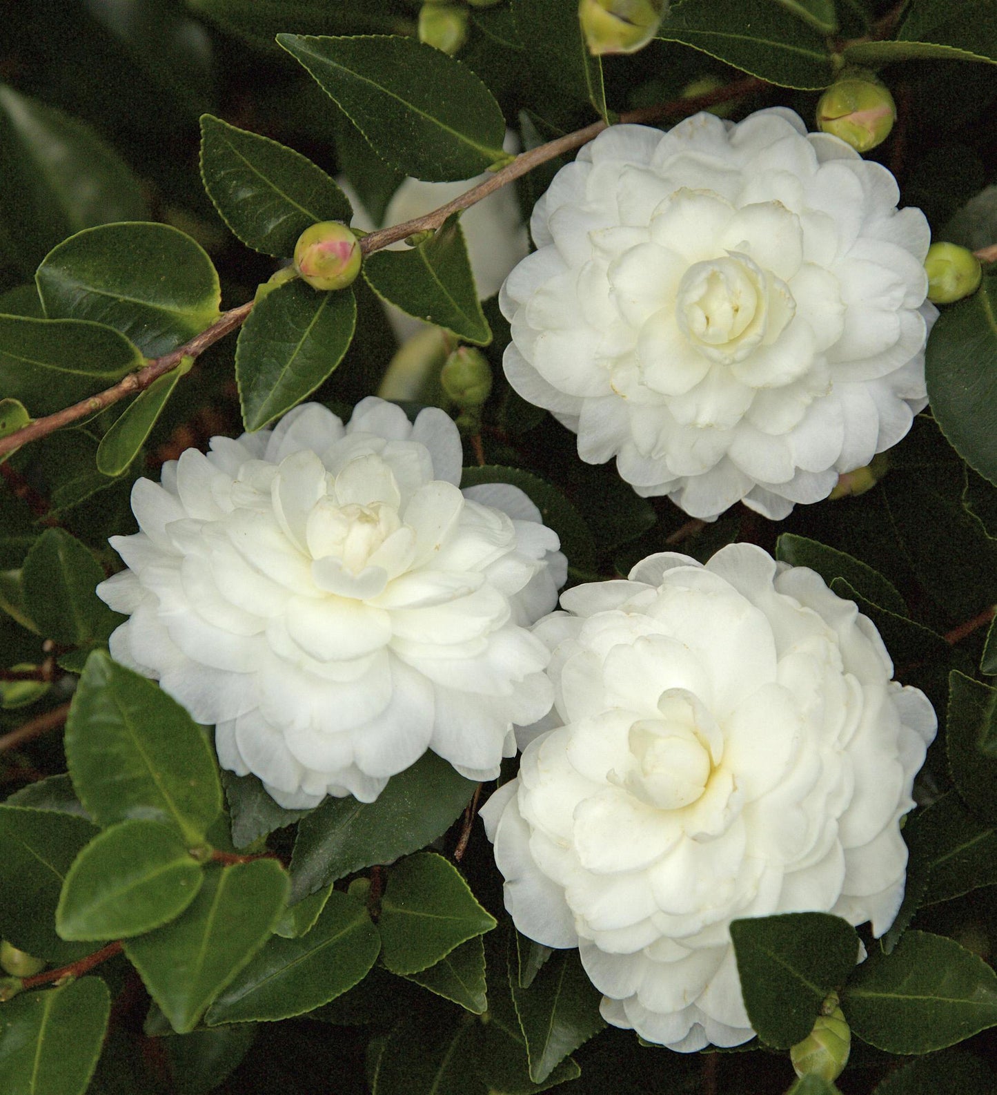 Southern Living October Magic ® White 'Shi Shi' ™ Camellia