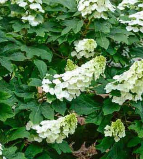 Hydrangea Oakleaf Semmes Beauty