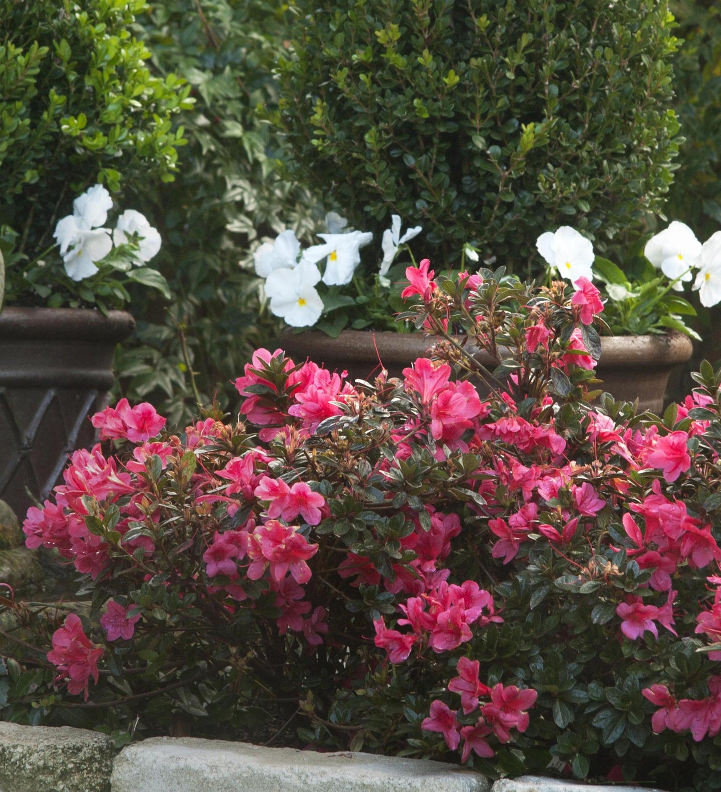 Azalea Encore Autumn Princess ®