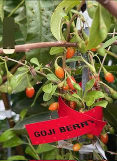 Goji Berry