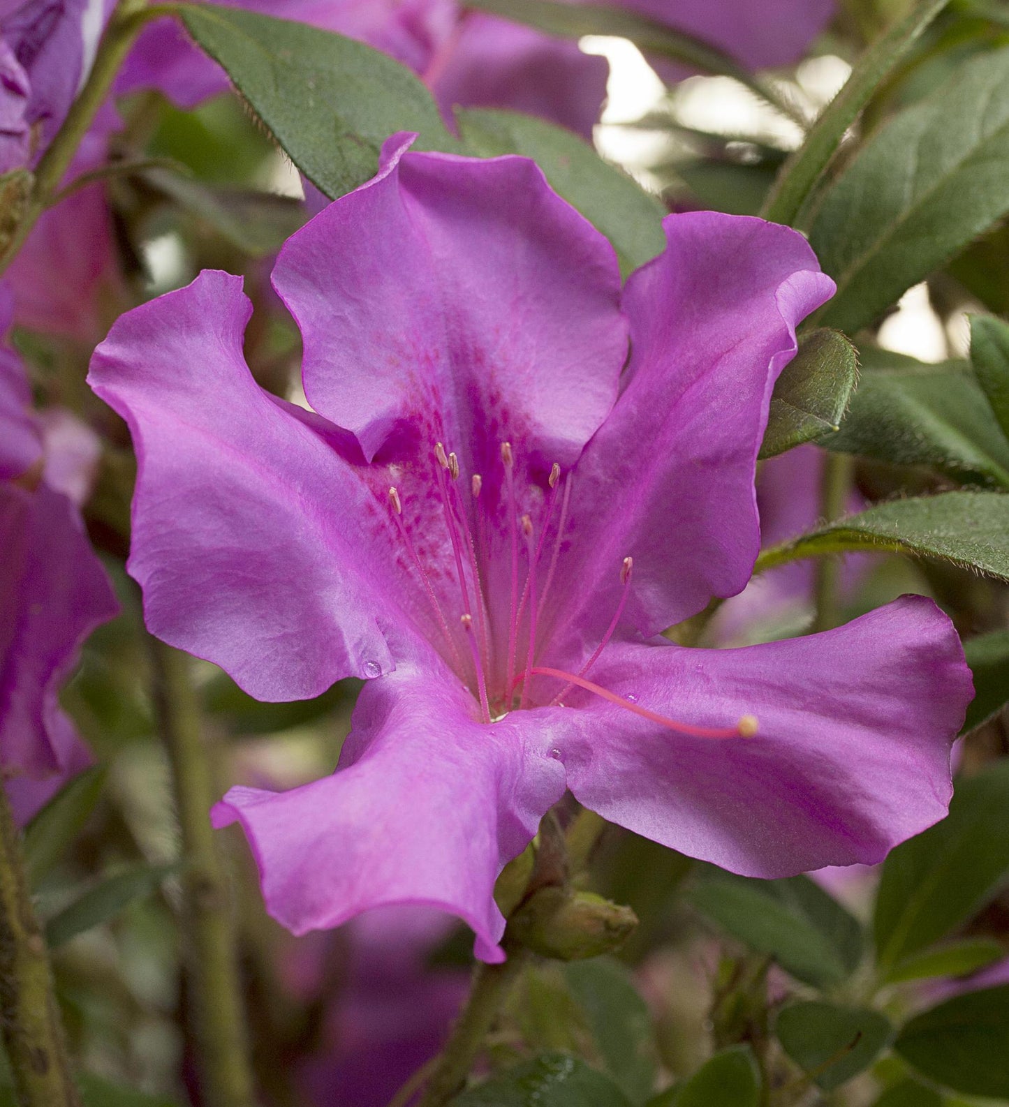 Azalea Encore Autumn Royalty ®