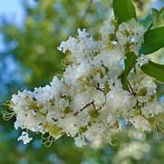 Crape Myrtle STD Tree 15 gal