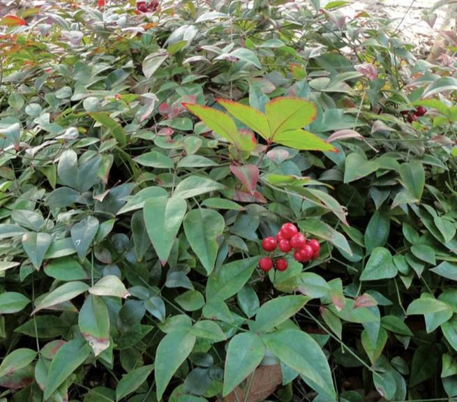 Nandina Harbor Belle ™