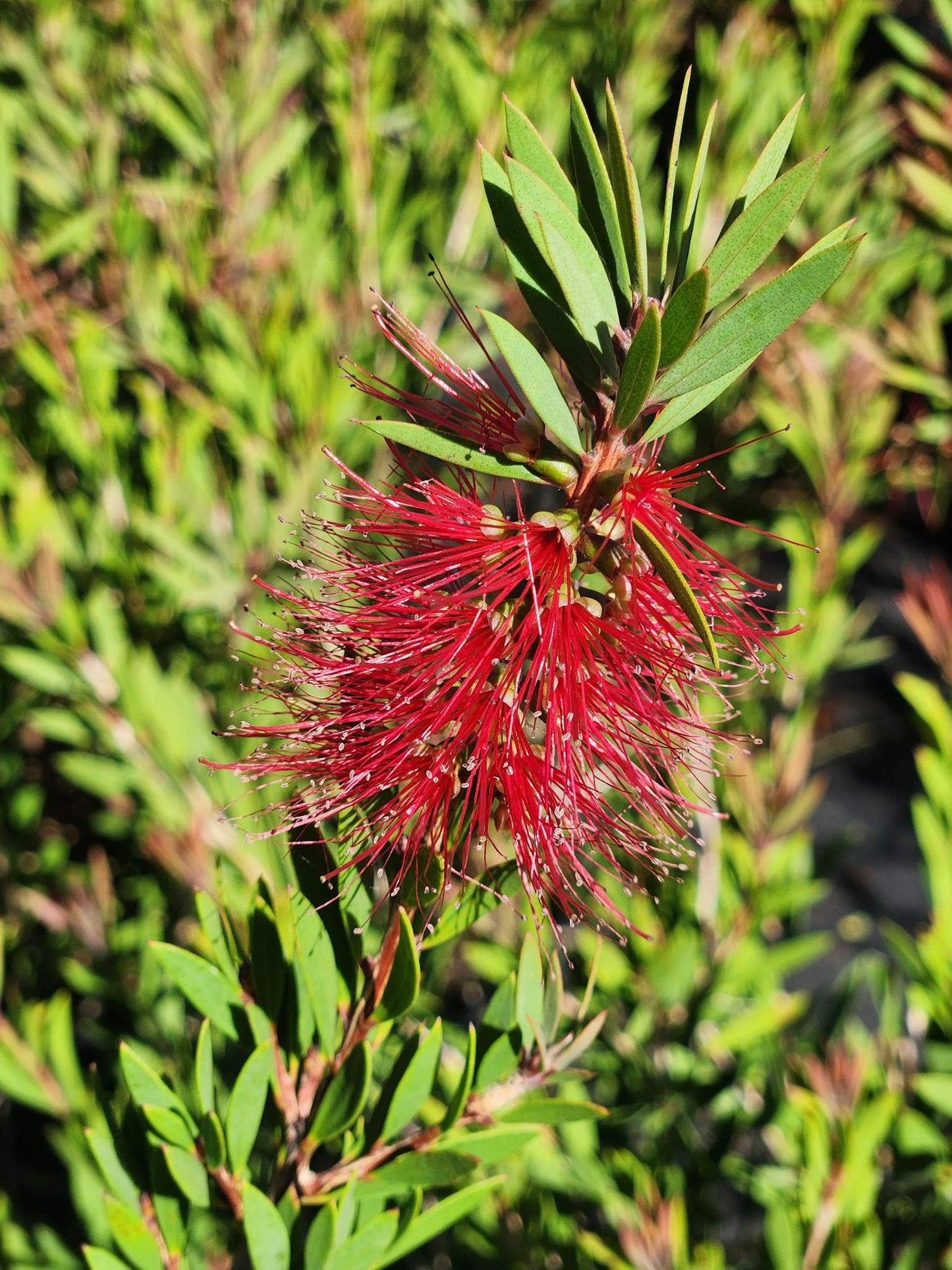 Bottlebrush Woodlander's Hardy